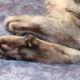 Fingers in cats: their function and quantity