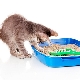 Why the cat stopped going to the tray and how to correct the situation?