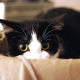 Why are cats afraid of vacuuming?