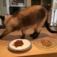 Why do cats bury food?