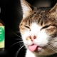 Why do cats love valerian and is it possible to give it?