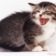 Why does a cat hiss and what does the owner do?