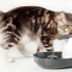 Drinkers for cats: variations and recommendations for selection