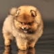 Pomeranian bear type: ang mga pakinabang, disadvantages at subtleties ng pag-aalaga