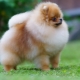 Pomeranian spitz: paglalarawan ng lahi at karakter, kulay at pangangalaga