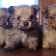 Crossbreed Spitz and York: paglalarawan at mga tampok ng pag-aalaga