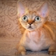 Breed cats with big eyes