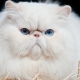 Breed cats with a flat face