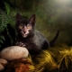 The breeds of the worst cats