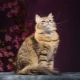 Common colors of siberian cats
