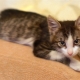 Development and maintenance of a kitten in 3 months
