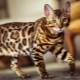 Rare breeds of cats