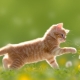 Red cats: how do they behave and what are they like?