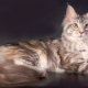 The biggest domestic cats in the world