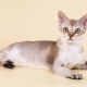The smallest cats in the world