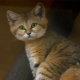The most unusual breeds of cats
