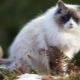 Gray-white cats: a description of the appearance and behavior