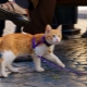 Slap for a cat: types, subtleties of choice and rules of schooling