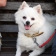 Harnesses, collars at leashes para sa spitz
