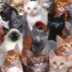How many years have cats lived and what does it depend on?