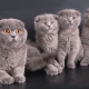 How many years do Scottish cats live and what does it depend on?