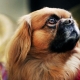 Gaano karaming mga Pekingese nakatira at kung ano ang nakasalalay sa?
