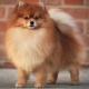 Gaano katagal nabubuhay ang Pomeranian Spitz at ano ang nakasalalay dito?