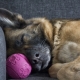 The maintenance of German shepherds in the apartment