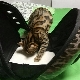 Tips for choosing a plastic carrier for cats