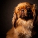 Listahan ng mga palayaw para sa mga batang Pekingese