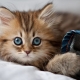 List of Russian names for cats and cats