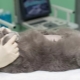 Sterilization and castration of British cats and cats