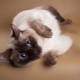 Thai cats: breed description, color options and features of the content