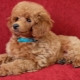 Toy Poodles: variations in color, content and feeding