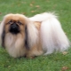 Pekingese care: pagkain, paglakad, kalinisan