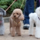 Poodle Hair Care