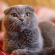 Lop-eared cats gray color