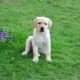 Everything you need to know about a Labrador at the age of 3 months