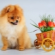 Ang kailangan mong malaman tungkol sa pulang kulay ng spitz-dog