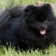 Lahat ng tungkol sa itim na pomeranian spitz