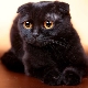 All about black lop-eared cats