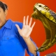 Lahat ng tungkol sa herpetophobia