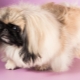 Lahat ng tungkol sa dwarf Pekingese