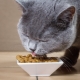 All about feed to improve the hair of cats and cats