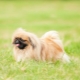 Lahat ng tungkol sa royal Pekingese