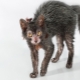 All about cats breed faces
