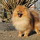 Lahat ng tungkol sa maliit na German Spitz