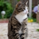 Choose a nickname for a tabby cat