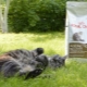Choosing cat food over 12 years old