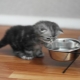 Choice of food for Scottish cats